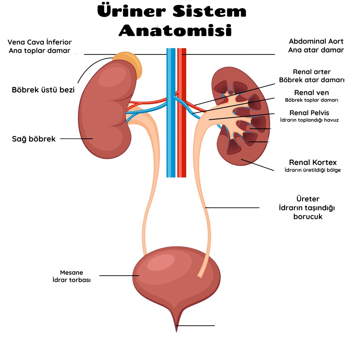 Böbrekler, üreterler ve mesaneden oluşan üriner sistem anatomisi çizimi